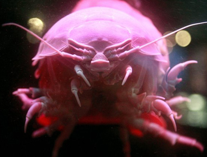 Một con bọ nhiều chân khổng lồ được phát hiện ở độ sâu 800 m trong vùng biển phía đông nước Mỹ. Nó có chiều dài 35 cm và khối lượng 1,3 kg. Ảnh: AP.