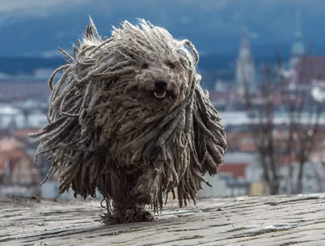 Nhưng nó lại là con vật thông minh, điềm đạm và vẻ ngoài đáng sợ ấy chỉ để giúp nó quản lý đàn cừu mà thôi.