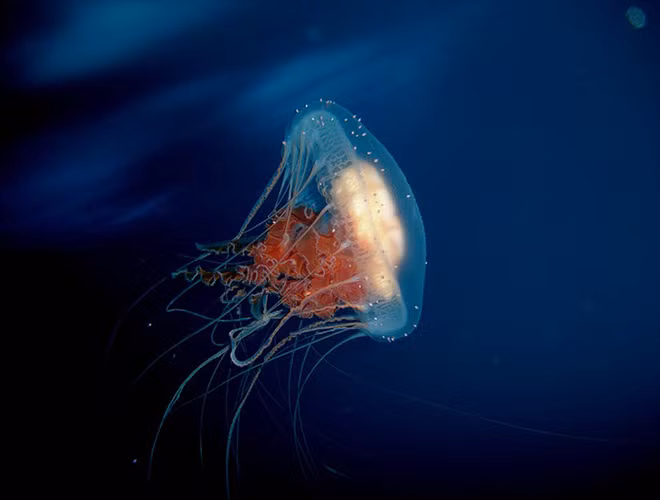 Về mặt lý thuyết, sự tăng trưởng và hồi quy của chúng có thể kéo dài mãi mãi, khiến cho loài sinh vật này trở nên bất tử.