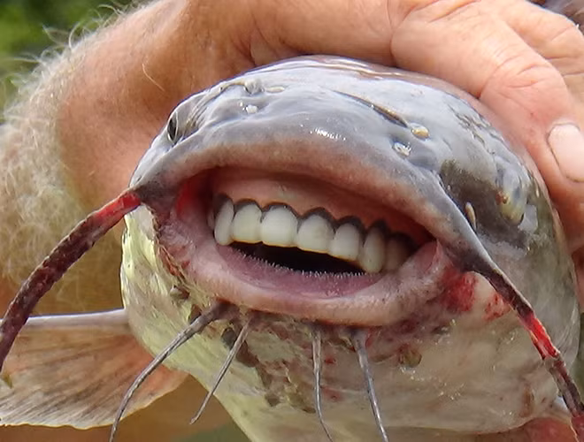 Cá Pacu là một loài cá nước ngọt ở Nam Mỹ. Chúng có bộ răng dạng khối, thẳng và cấu trúc tương tự như răng của con người. Ảnh: Steemit.