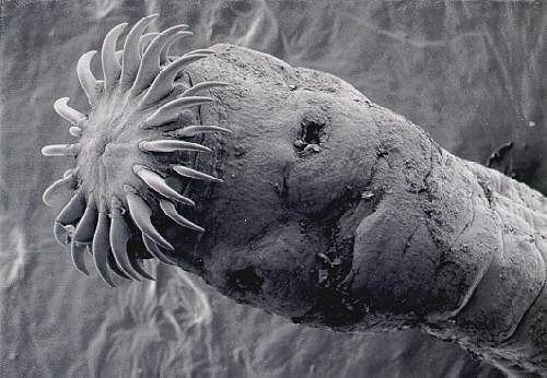 Được trang bị những chiếc ống hút cực nhạy, sán dây quả là kẻ thù đáng sợ của con người, vật nuôi và nhiều loại động vật khác.