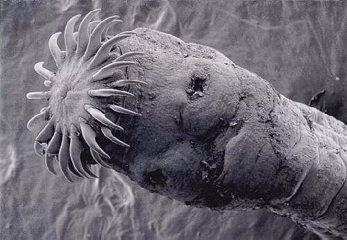 Được trang bị những chiếc ống hút cực nhạy, sán dây quả là kẻ thù đáng sợ của con người, vật nuôi và nhiều loại động vật khác.