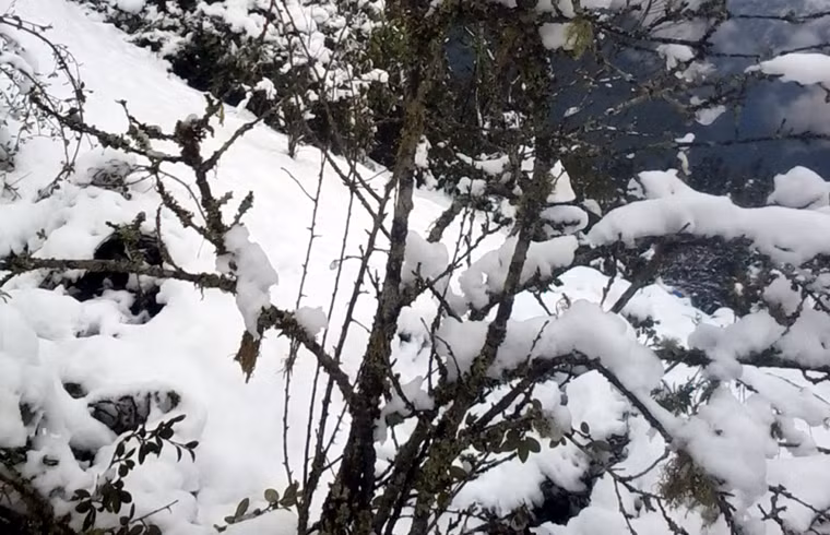 Những cành cây oằn mình cõng tuyết.