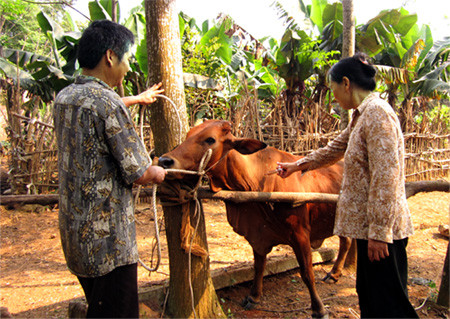 Sau khi văcxin tiêm chủng được phát minh, Tổ chức Thú y Thế giới năm 1994 đã nhắm đến việc xóa sổ căn bệnh này ở phạm vi toàn cầu. Trường hợp cuối cùng bị mắc căn bệnh này là năm 2001. Đến năm 2011 các nhà khoa học tuyên bố dịch trâu bò đã chính thức bị loại trừ.