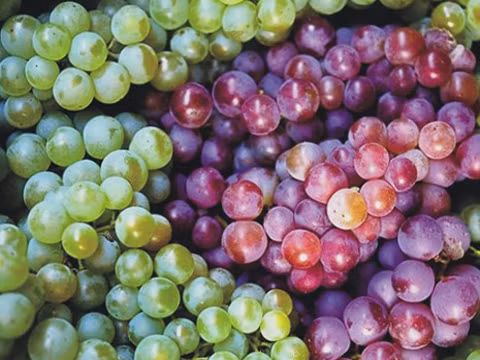 Nho: Nho là loại quả mình hay ăn nhất, quả mọng, nhiều nước lại có tác dụng làm trẻ hóa làn gia, thường mình mua nho ở các cửa hàng hoa quả nhập khẩu vì nho thường phun nhiều thuốc trừ sâu và thường nhập từ Trung Quốc nên mình chỉ tin tưởng ở các hàng này.