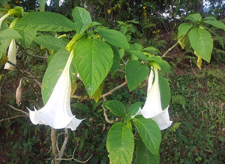 Bệnh nhân Nguyễn Thành Công cho biết, khi tổ chức ăn lẩu thấy cây loa kèn nở hoa trắng muốt trước cổng nên đã hái khoảng 20 bông rửa sạch nhúng vào nổi lẩu cùng ăn. Khoảng 10 phút sau khi ăn thì cả 4 người đều lâm vào tình trạng mắc ảo giác nặng, người lâng lâng như đang bay, không kiểm soát được hành vi…