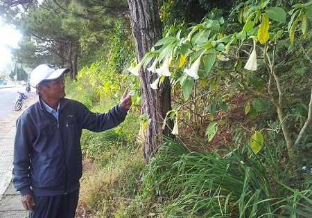 Theo bác sĩ Phan Thạch Khuê, Phó Trưởng khoa Hồi sức Cấp cứu -Chống độc, Bệnh viện Đa khoa Lâm Đồng, đến nay vẫn chưa có một nghiên cứu nào về các chất có trong hoa cây hoa kèn. Tuy nhiên, qua những bệnh nhân bị ngộ độc có thể nhận định loại hoa này có chất gây ảo giác và gây nghiện.