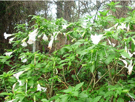 Bác sĩ Khuê cho biết thêm loại độc tố chứa trong hoa loa kèn tựa như độc tố trong cà độc dược.