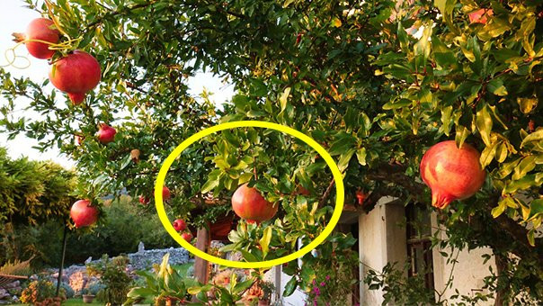 3 cay phong thuy trong truoc nha giau sang, phu quy ba doi