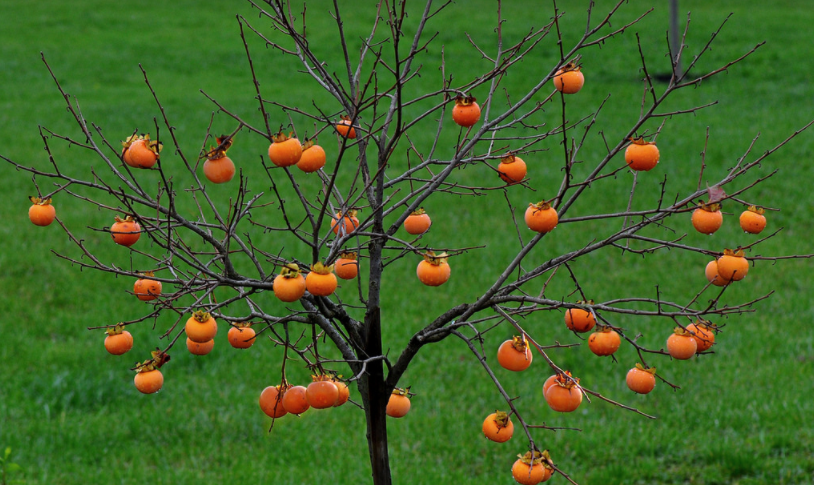 3 cay phong thuy trong truoc nha giau sang, phu quy ba doi-Hinh-2
