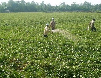 Những vùng trồng nhiều khoai lang, thương lái đến đặt vấn đề thu mua ...lá.