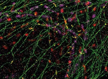 Hình ảnh đầy màu sắc này là cách miêu tả chân thực nhất hình dạng cơ thể con người khi bị phá vỡ thành các phần nhỏ. Trông nó có vẻ giống như một tác phẩm nghệ thuật trừu tượng, nhưng trong thực tế các mô hình phức tạp là những thành phần tạo nên một tế bào của con người.