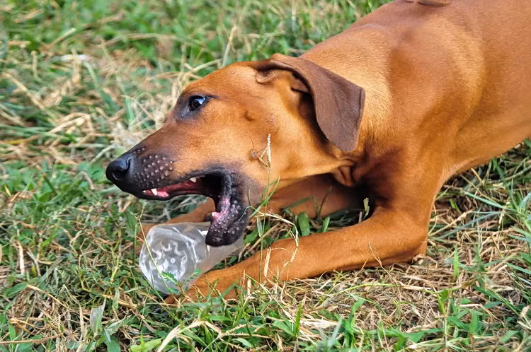 Chó vẫn luôn được coi là một loài vật thông minh và trung thành đối với con người. Con người đã sử dụng chúng trong những cuộc chiến từ hàng ngàn năm trước để phục vụ trên chiến trường hay làm nhiệm vụ canh gác.