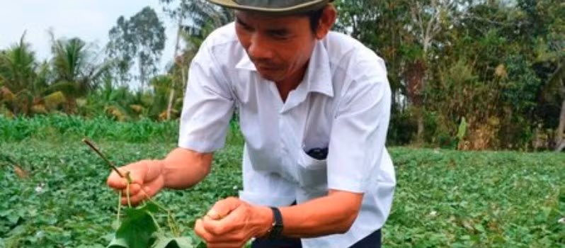 Gần đây, có nhiều đoàn thương lái, trong đó có nhiều thương lái Trung Quốc, đến đặt vấn đề muốn mua….lá khoai lang non