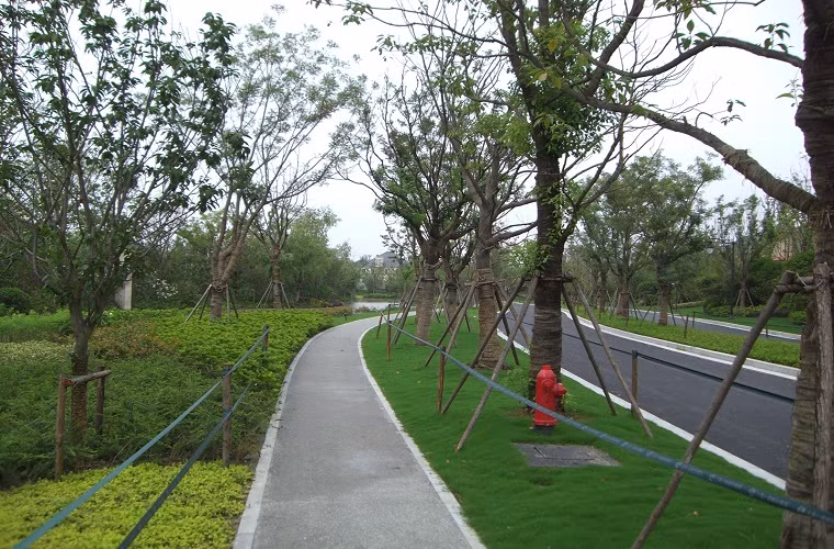 Đường đi ở Rose Garden với nhiều hàng cây, được phân làn rất rõ... Ảnh: Ngọc Linh.