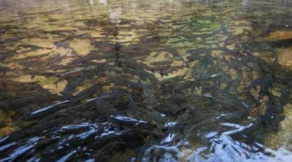 Vi mot truyen thuyet nen khong ai dam an ca o day-Hinh-2