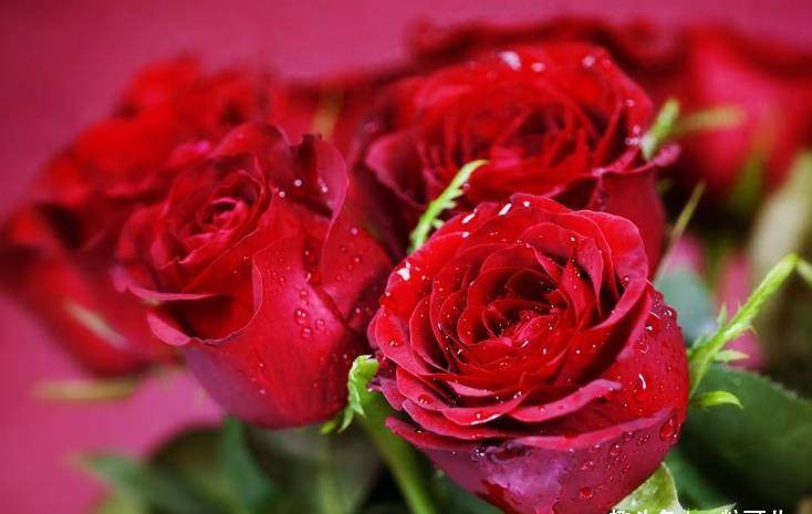 Nong tinh nhung tot bung, 3 con giap co tuong lai du day