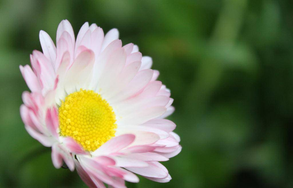 Nong tinh nhung tot bung, 3 con giap co tuong lai du day-Hinh-3