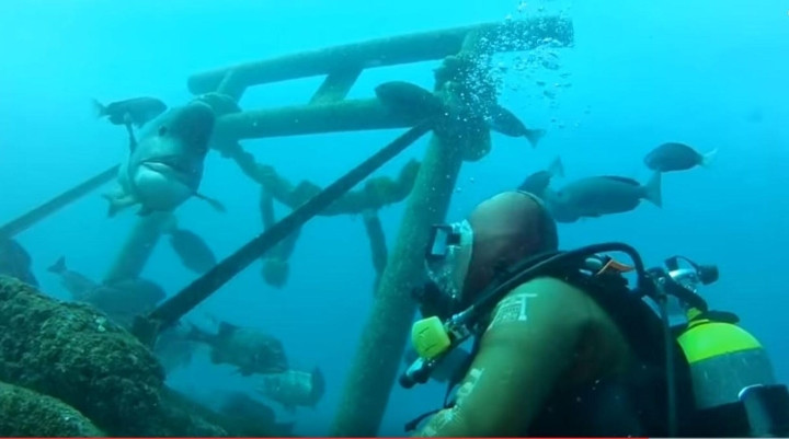 Tình bạn khó tin của cụ ông và 1 chú cá hơn 30 năm - Hình 4 Tinh ban kho tin cua cu ong va 1 chu ca hon 30 nam-Hinh-4