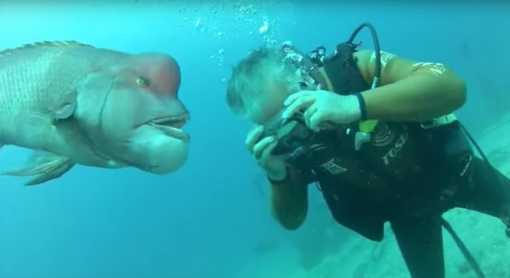 Tình bạn khó tin của cụ ông và 1 chú cá hơn 30 năm - Hình 6 Tinh ban kho tin cua cu ong va 1 chu ca hon 30 nam-Hinh-6