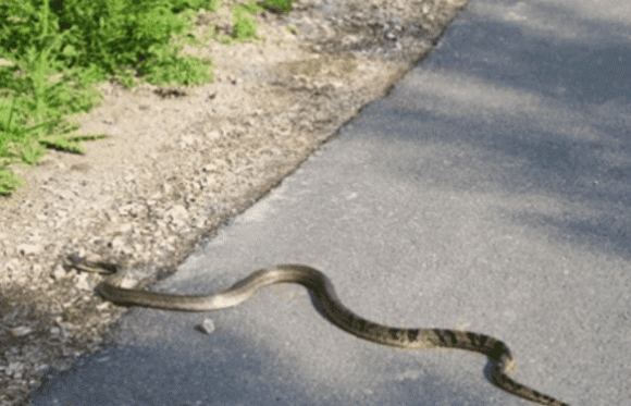 Tai sao ran doc phai chat dau dem chon sau khi chet?-Hinh-2