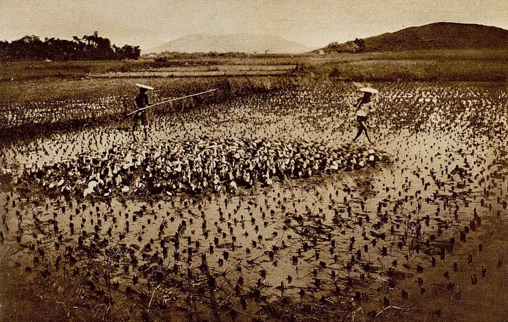 Nông dân lùa đàn vịt qua ruộng ở Hải Dương, khoảng năm 1931.