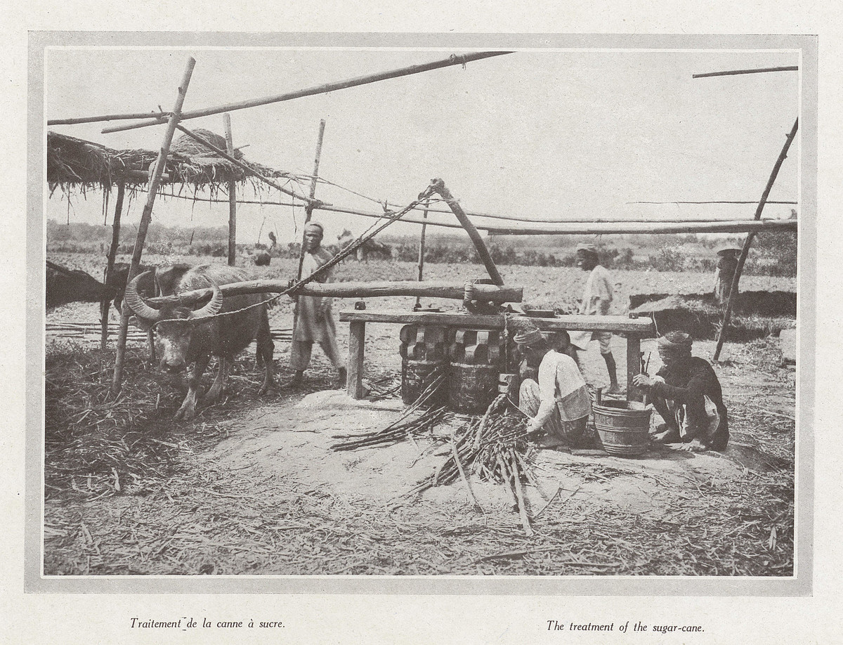 Mía sau khi thu hoạch được chẻ bằng tay và cho vào cối vận hành bằng sức trâu để ép lấy nước.