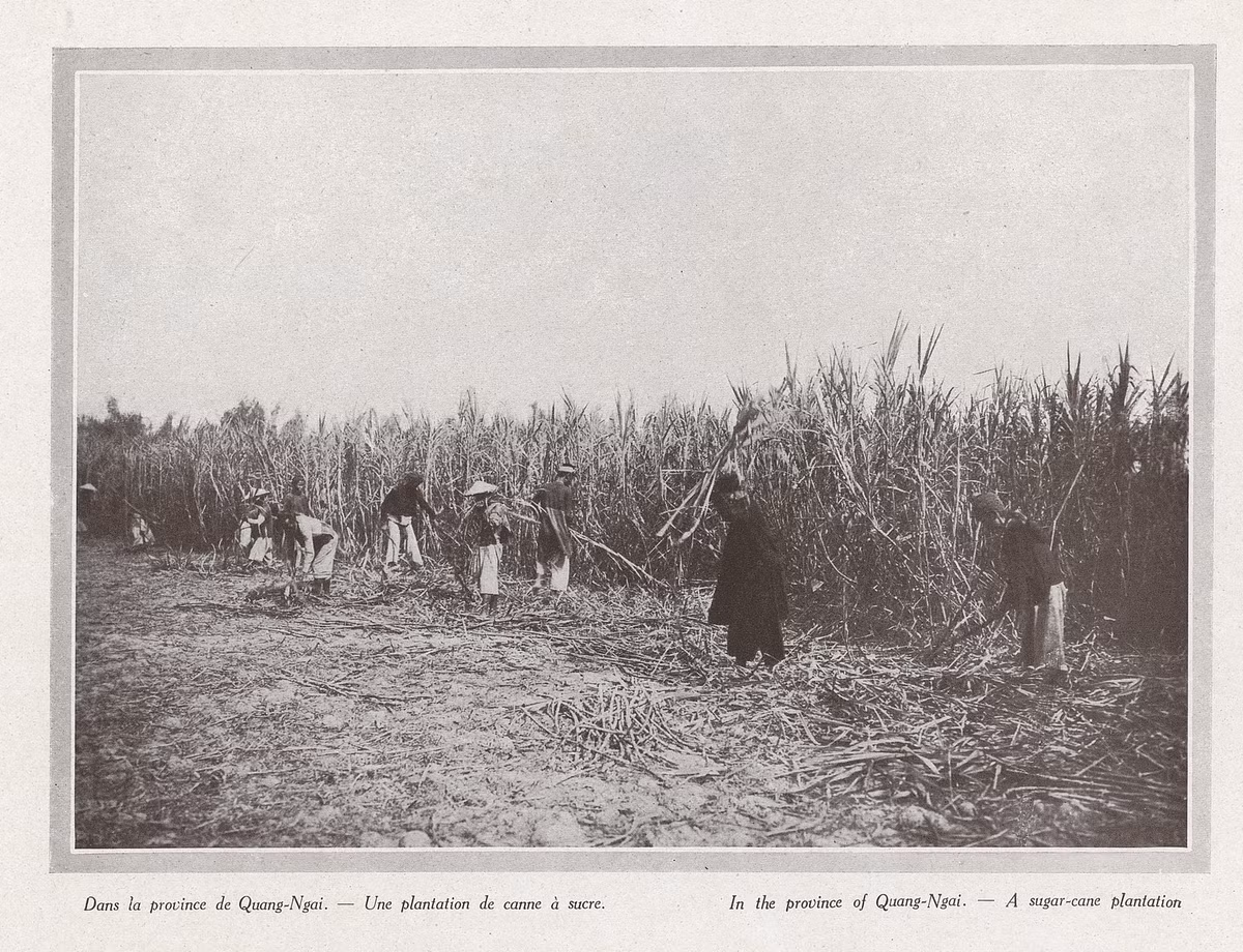 Nông dân thu hoạch mía trên một đồn điền trồng mía ở Quảng Ngãi xưa. Những bức ảnh này được in trong sách ảnh "An Nam 1919 – Đông Dương thuộc Pháp".