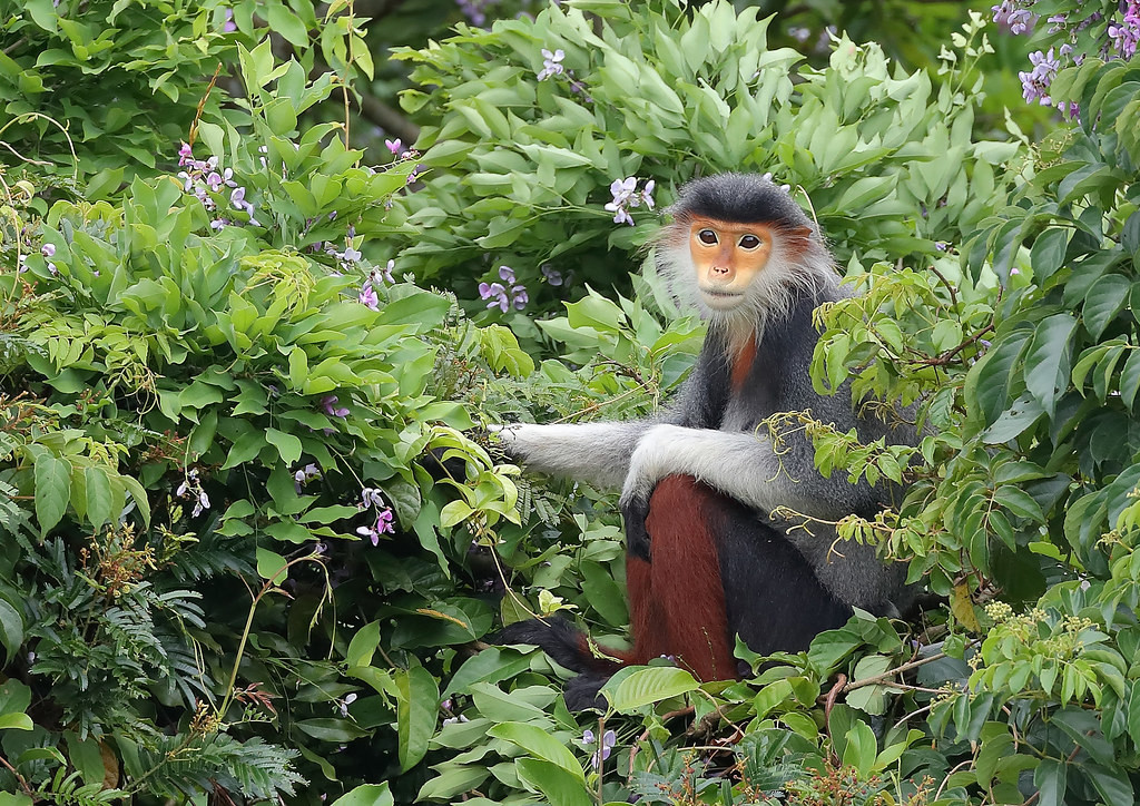 Một số hình ảnh khác về voọc ngũ sắc Đà Nẵng do nhiếp ảnh gia Sheau Torng Lim ghi nhận.