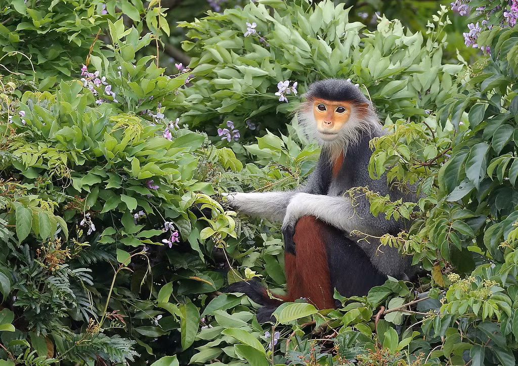 Một số hình ảnh khác về voọc ngũ sắc Đà Nẵng do nhiếp ảnh gia Sheau Torng Lim ghi nhận.