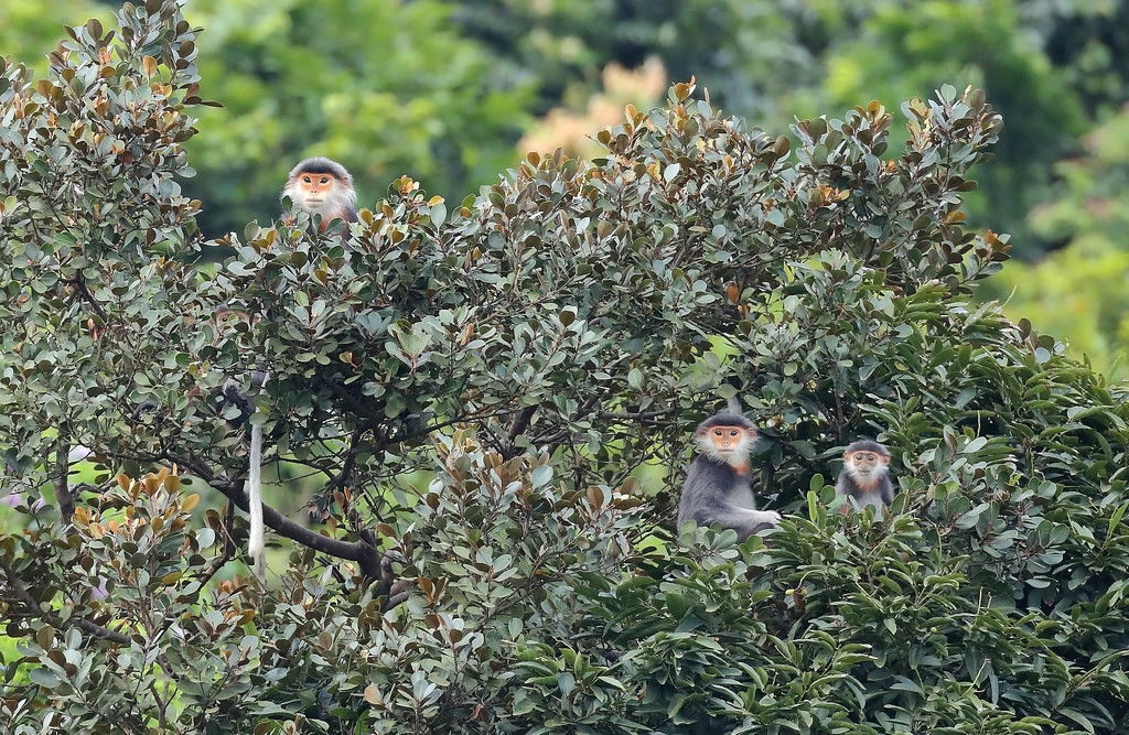 Những chú voọc ngũ sắc lấp ló sau một tán cây ở bán đảo Sơn Trà Đà Nẵng. Bàn đảo này là nơi sở hữu quần thể voọc ngũ sắc lớn nhất Việt Nam, với số lượng ước tính khoảng 1.300 cá thể. Ảnh: Sheau Torng Lim / Flickr.