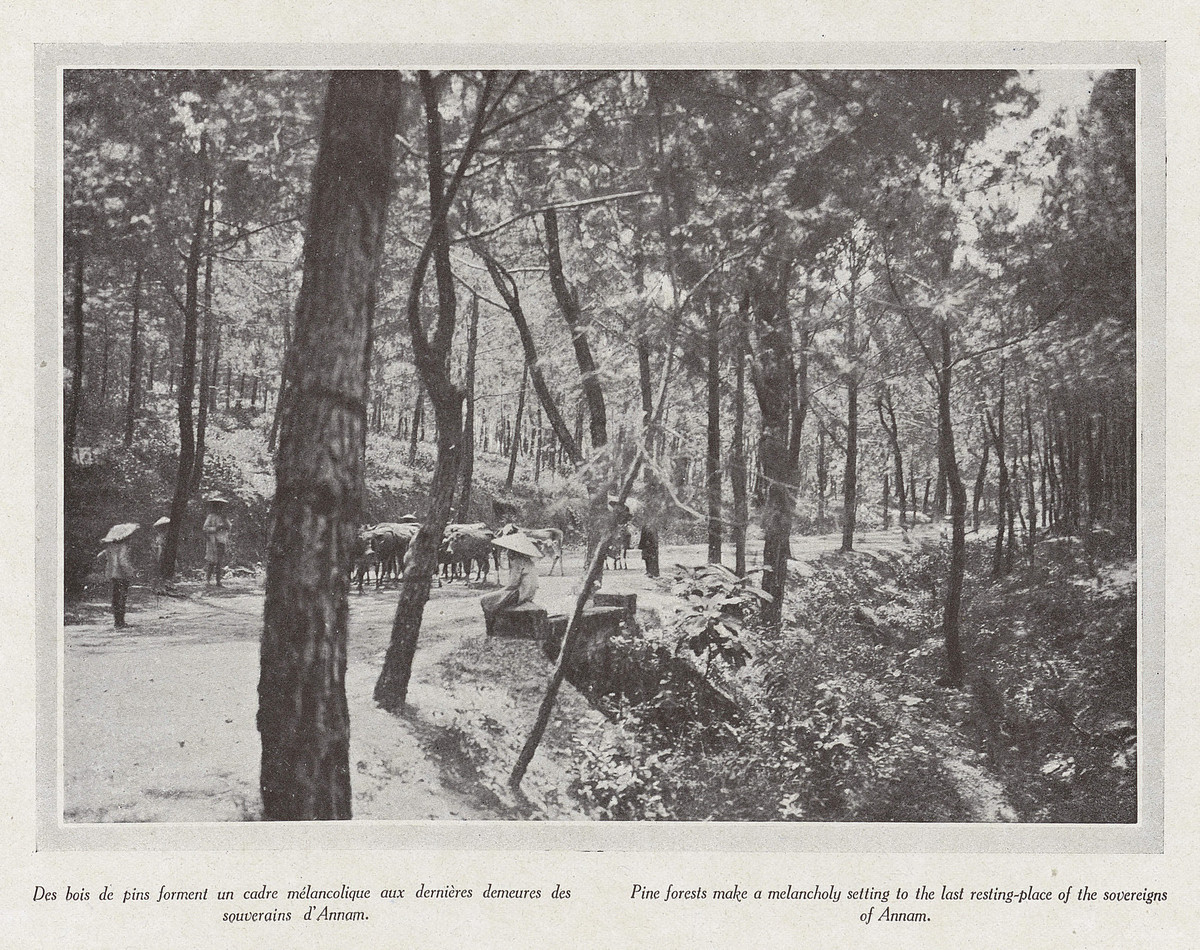 Rừng thông bao quanh nơi an nghỉ của hoàng đế An Nam.