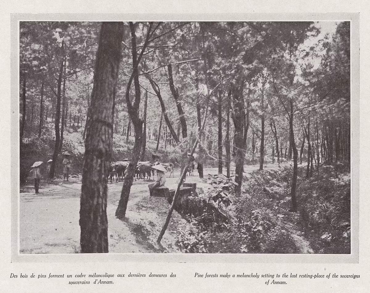 Rừng thông bao quanh nơi an nghỉ của hoàng đế An Nam.