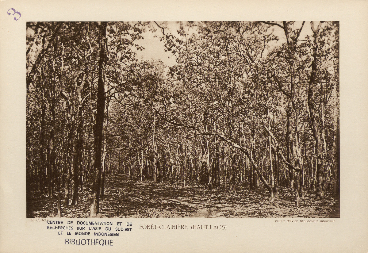 Rừng thưa ở Thượng Lào. Loại rừng này phổ biến trên các loại đất nghèo và dễ thấm nước như sa thạch, và đặc biệt là ở các thung lũng ven sông Mekong, với mùa đông rất khô.