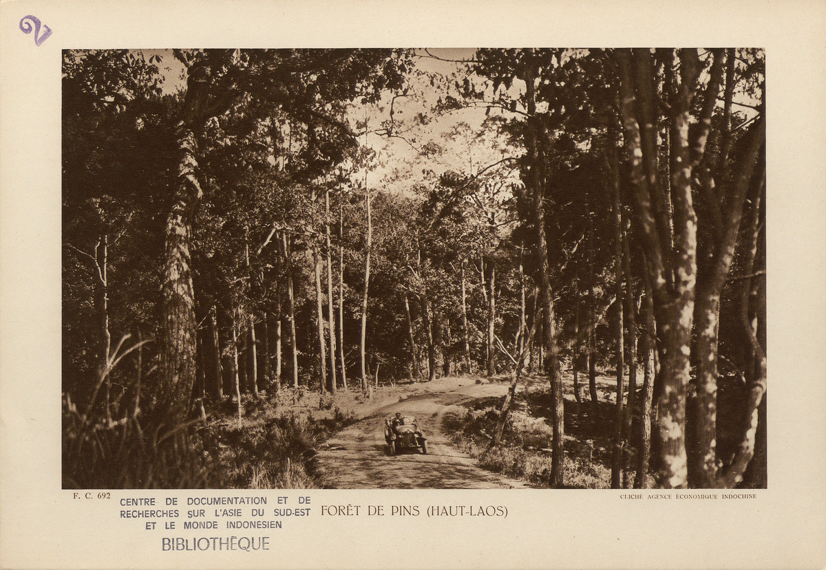 Rừng thông ở Thượng Lào, sinh cảnh phổ biến ở khu vực có độ cao trên 1.000 mét so với vực nước biển. Dải rừng này cắt ngang tuyến đườngVinh - Xiên Khoảng, kéo dài về phía Tây Luang Prabang.