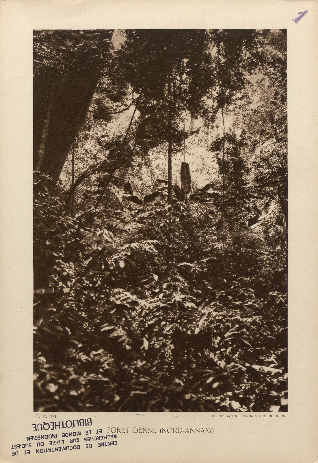 Cảnh rừng rậm ở miền Bắc Việt Nam, Đông Dương năm 1934. Đây là rừng thứ sinh, phát triển trên vùng rừng ở sườn núi từng bị đốt để làm nương rẫy.