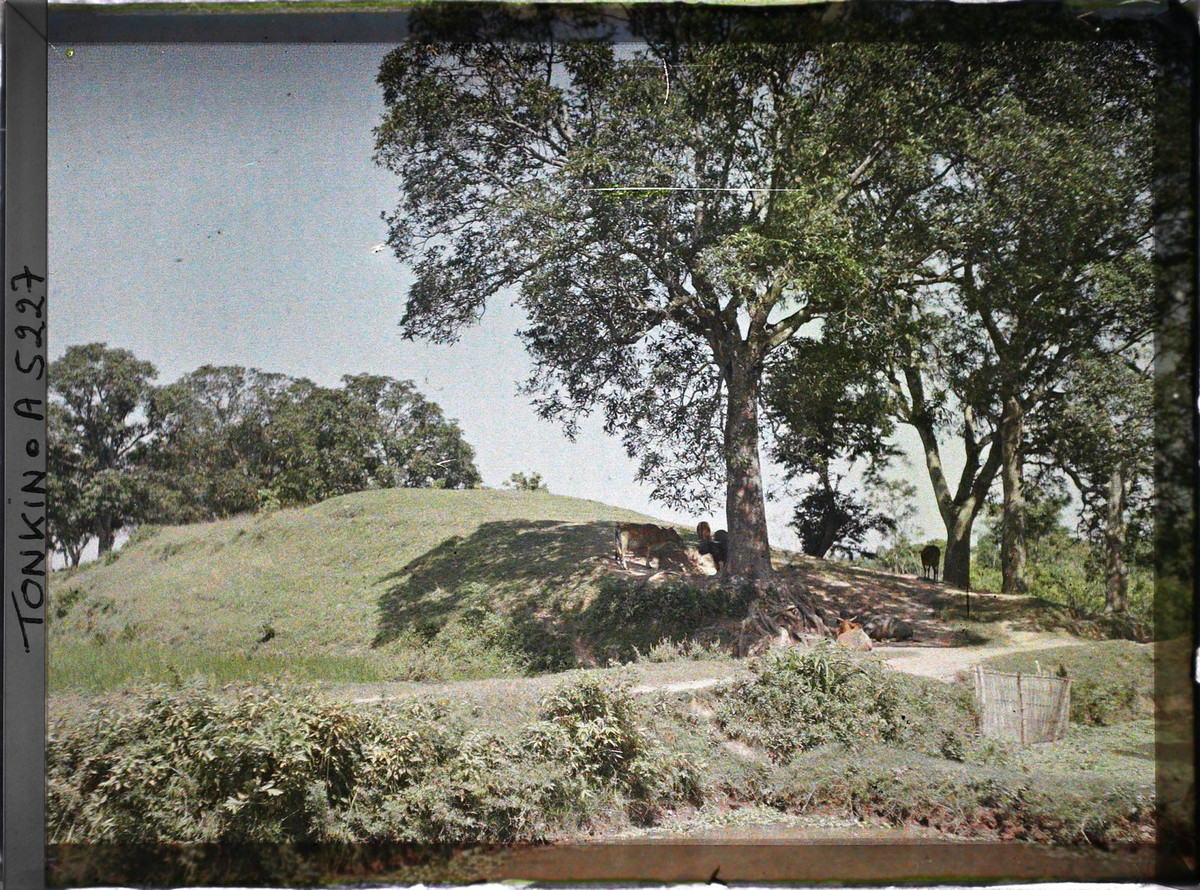 Đàn trâu bò nghỉ ngơi dưới bóng mát bên bờ sông.