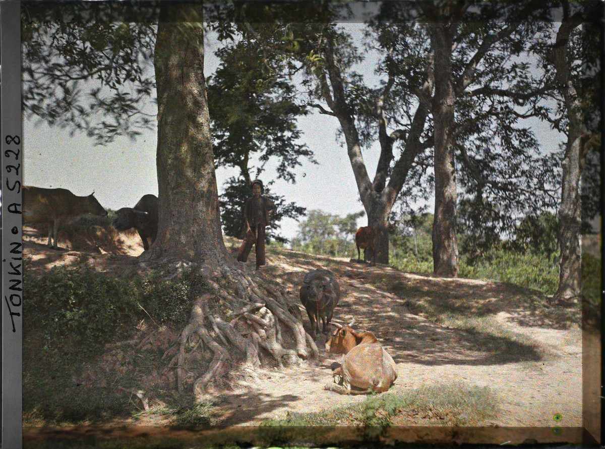 Cậu bé chăn bò tò mò nhìn về ống kính máy ảnh.