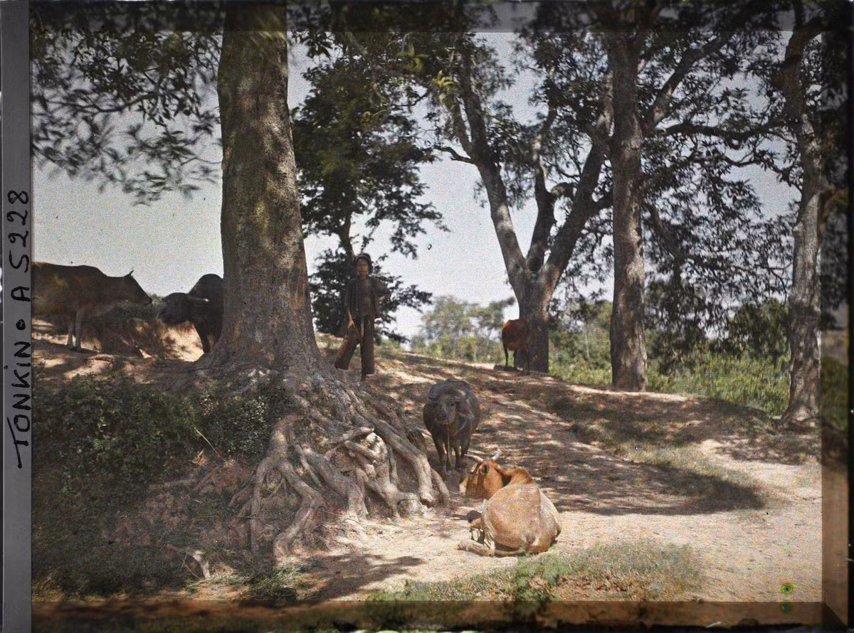 Cậu bé chăn bò tò mò nhìn về ống kính máy ảnh.