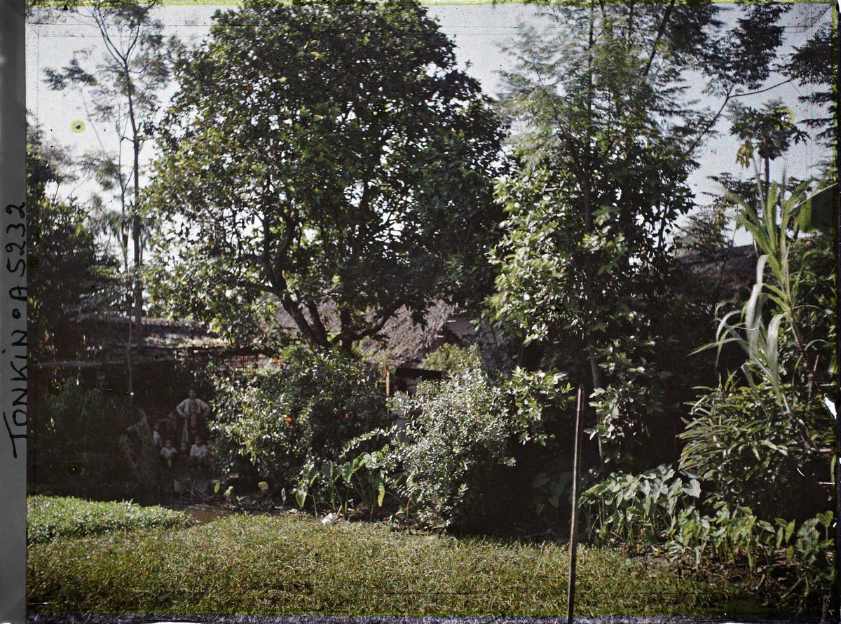 Những đứa trẻ đứng bên ao rau muống.