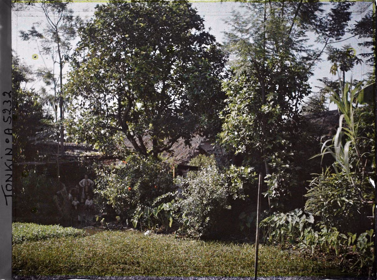 Những đứa trẻ đứng bên ao rau muống.