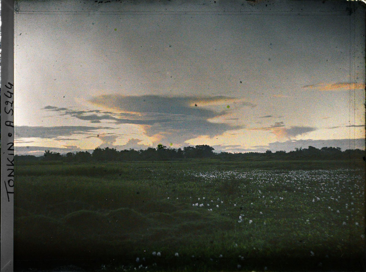 Hoàng hôn trên cánh đồng.