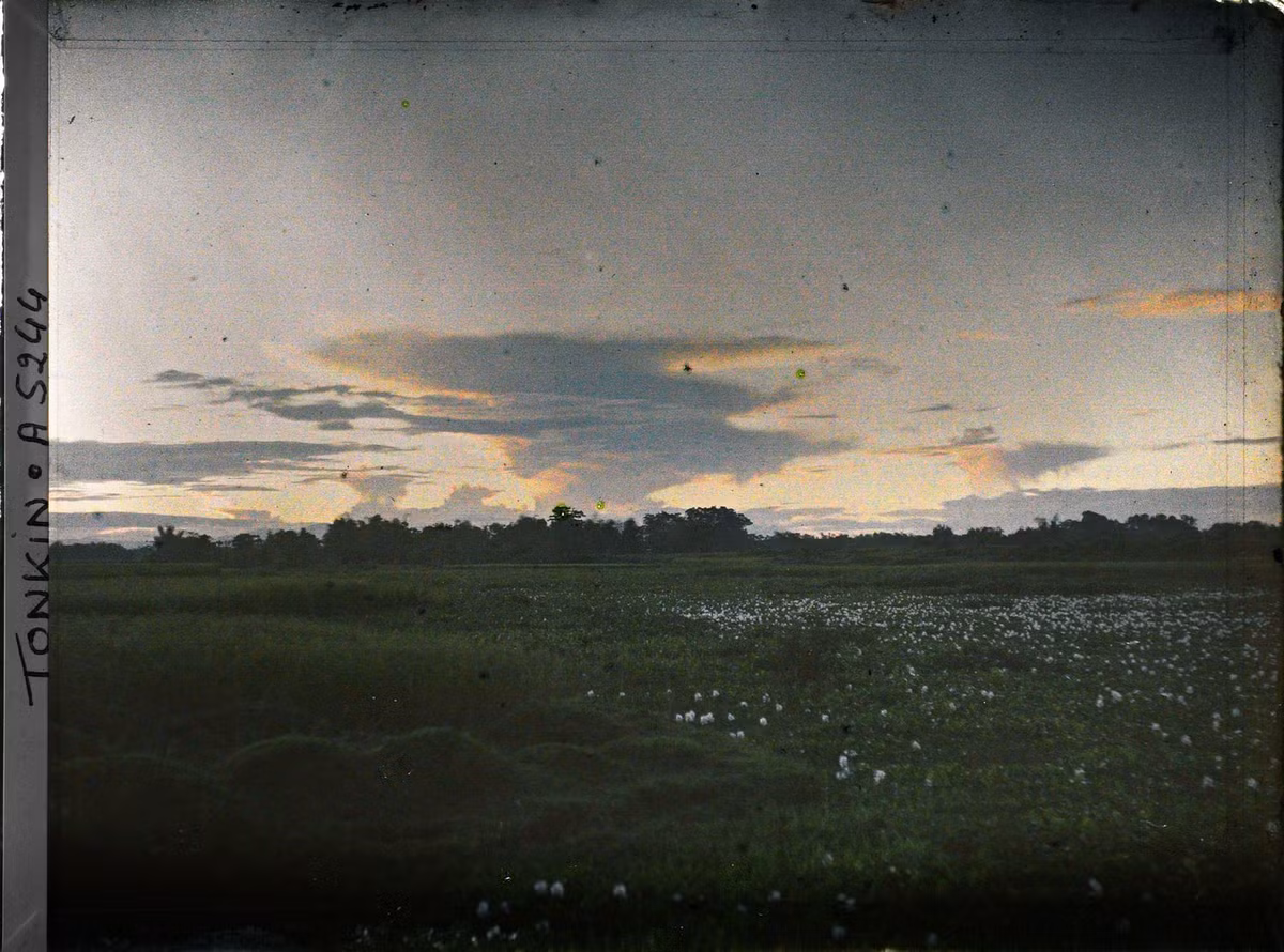 Hoàng hôn trên cánh đồng.