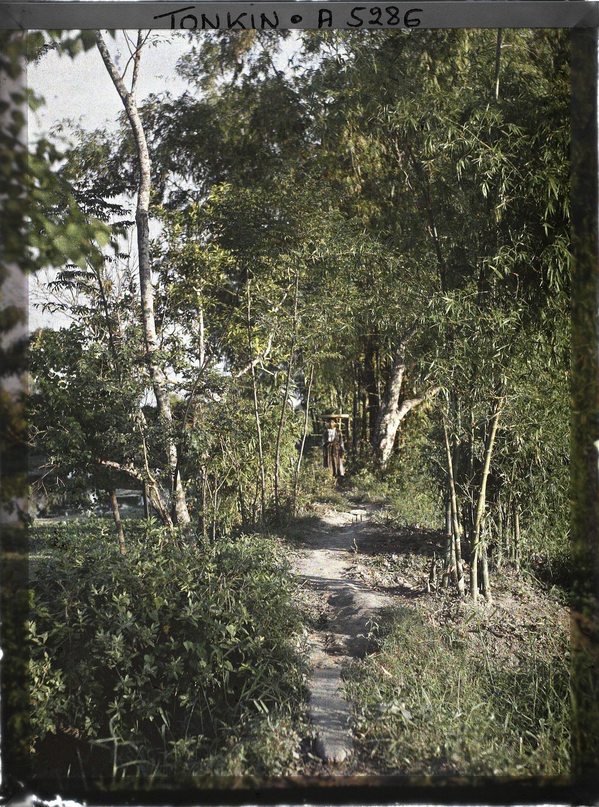 Trên lối mòn rợp bóng tre. Một người phụ nữ đang bước đến từ phía xa.