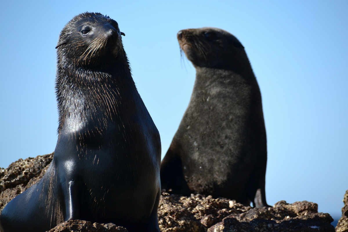 Hải cẩu lông Guadalupe (Arctocephalus townsendi) dài 1,4-2 mét, chỉ còn ở đảo Guadalupe, ngoài khơi bang Baja California của Mexico. Loài này được nhận biết nhờ cái mũi nhọn và dài. Chúng sinh sản trên bãi biển đá chỉ có đường vào từ biển.