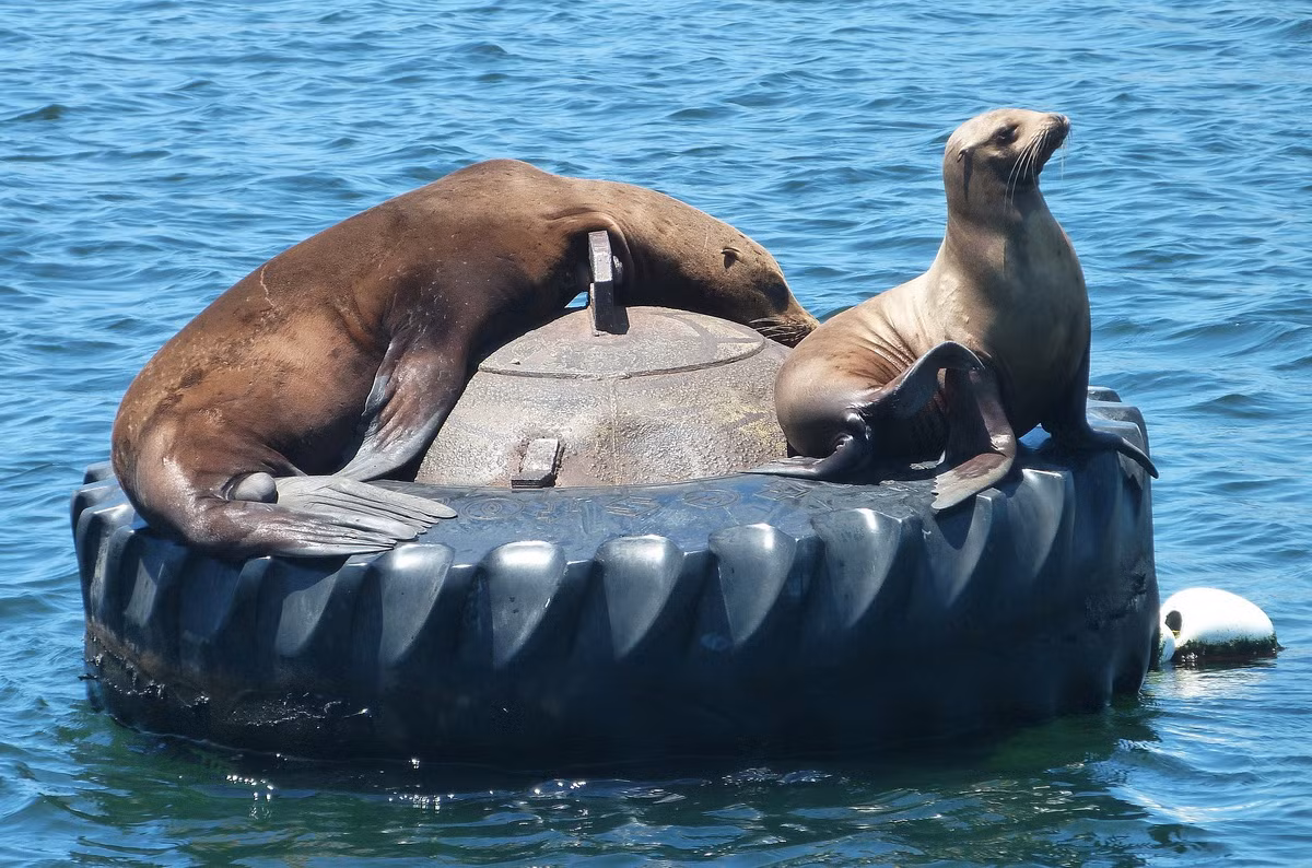 Sư tử biển California (Zalophus californianus) dài 1,5-2,5 mét, phân bồ ở bờ biển phía Tây của lục địa Bắc Mỹ. Loài này di chuyển nhanh nhẹn trên cạn cũng như dưới nước. Chúng được biết đến rộng rãi trong vai trò thú biểu diễn ở các gánh xiếc.