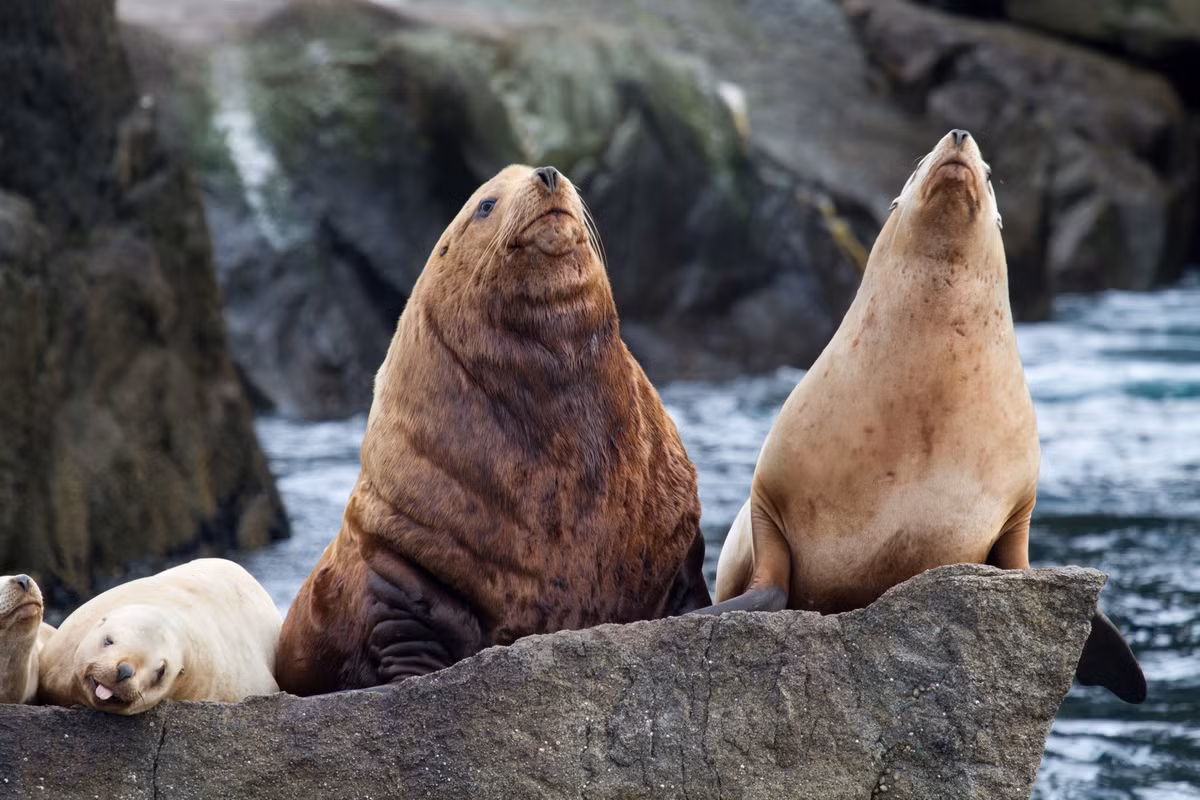  Sư tử biển Steller (Eumetopias jubatus) dài 2-3,3 mét, sống ở Bắc Thái Bình Dương. Lớn nhất trong họ Sư tử biển, loài này chủ yếu ăn cá, nhưng đôi khi cũng ăn cả những con hải cẩu con.