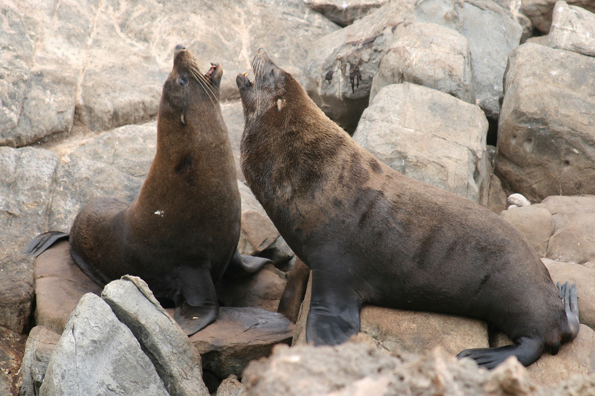 Hải cẩu lông Australia (Arctocephalus forsteri) dài 1,3-2,5 mét, sống trên các bờ biển đá của New Zealand và Australia. Số lượng của chúng đang tăng dần sau khi hoạt động săn bắt chấm dứt do những quy định mới của pháp luật sở tại.