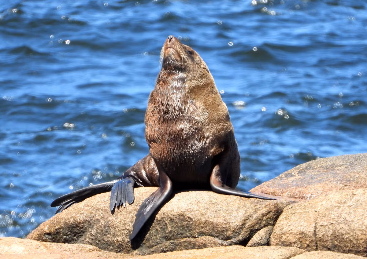 Hải cẩu lông Nam Mỹ (Arctocephalus australis) dài 1,4-1,9 mét, sinh sống trên các bãi biển đá của Nam Mỹ và quần đảo Falkland. Loài săn mồi háu ăn này săn cá, mực và giáp xác.