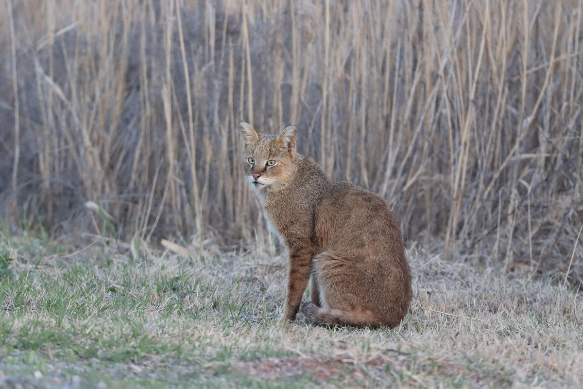 Mèo ri có ngoại hình khá giống mèo nhà, với đặc điểm nổi bật là bộ lông đơn giản, gần như đồng màu xám tro đến vàng nâu hoặc chỉ có đốm mờ ở thân và có lông đen dài ở đỉnh tai. Phần bụng lông sáng hơn và dài hơn. Ảnh: Daily Sabah.